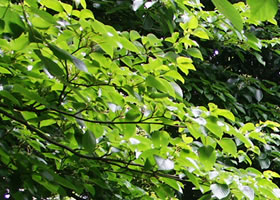 武蔵国分寺公園